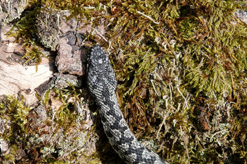 Kreuzotter (Vipera berus)
