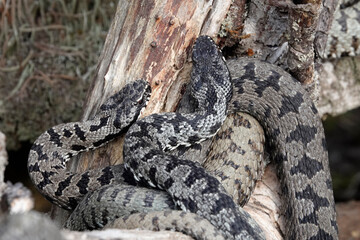 Kreuzotter (Vipera berus)