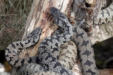 Kreuzotter (Vipera berus)