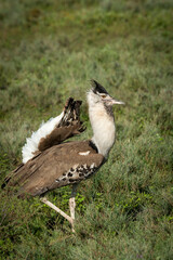 Kori bustard (Ardeotis kori) displaying while walking in the veld. Ngorongoro Conservation Area (NCA). Tanzania.
