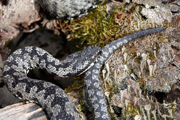 Kreuzotter (Vipera berus)