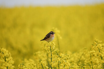 Braunkehlchen (Saxicola rubetra)