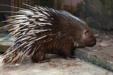 Close up the malayan porcupine animal
