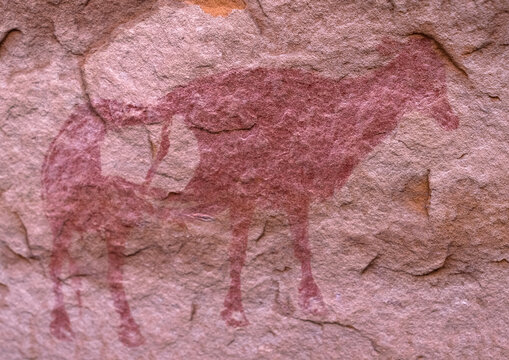 Rock painting depicting a cow, Tassili N'Ajjer National Park, Tadrart Rouge, Algeria