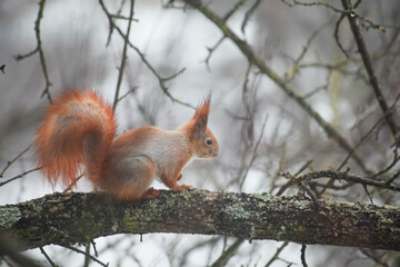 red squirrel on tree