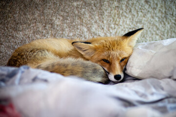 red fox vulpes sleeping