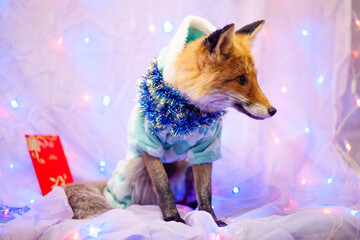fox in the pajamas 