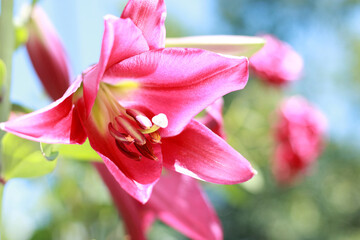 Pink Stargazer Lily flower. Oriental Hybrid Lily on the background of the sky. Full blooming of Pink Asiatic lily flower. Lilium hybridum flowers. Large Lilies. Lilium belonging to the Liliaceae