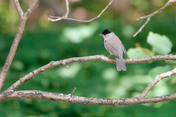 Mönchsgrasmücke (Sylvia atricapilla)