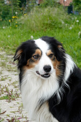 Australian Shepherd