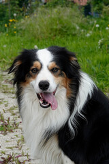 Australian Shepherd
