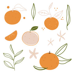 Christmas set tangerines with leaves and vanilla flowers, vector illustration for sticker, print, poster, postcard