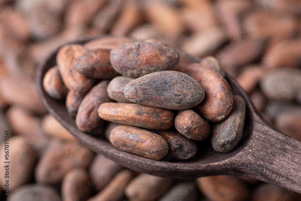 Wall mural Cacao beans in dark wooden spoon. Harvested cocoa, close up shot in spoon