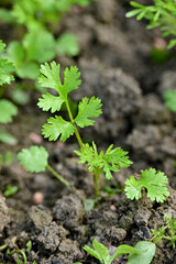closeup the bunch ripe green coriander plants with leaves growing in the farm soft focus natural green brown background.