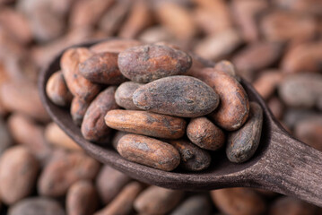 Cacao beans in dark wooden spoon. Harvested cocoa, close up shot in spoon