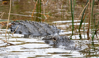 alligator swimming
