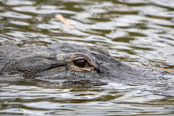 alligator in the water