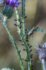 Black aphids suck sap from plant stems - 567079626