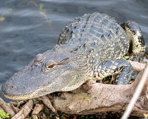 american alligator in the everglades