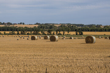 Round hay bales in the field - obrazy, fototapety, plakaty