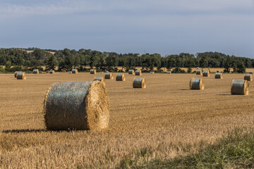 Round hay bales  in the field - 567079669
