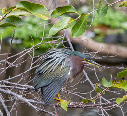 green heron