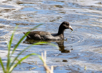 pied billed grebe swimming
