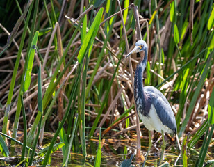 tricolored heron