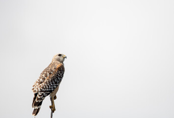 red shouldered hawk