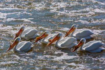 American White Pelicans Feeding At The Dam On Fox River At De Pere, Wisconsin