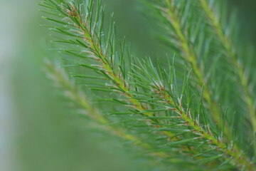 Blurred green background.  Abstract background of nature. Fresh spruce branch in spring forest. Fir branches with fresh green shoots. Natural coniferous background texture. Spring nature. Tree twig