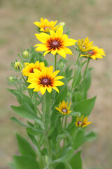 Rudbeckia bicolor. Yellow and orange black-eyed or African daisy flower with green background. Rudbeckia hirta. Black-eyed Susan. Blurred selective focus. Orange gardens daisy. Flower background