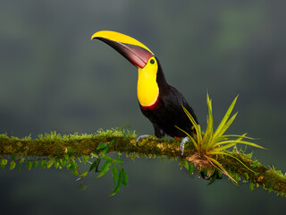 Yellow-throated Toucan portrait on mossy stick against dark green background