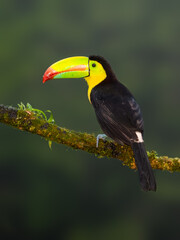 Keel-billed Toucan portrait on mossy stick against dark green background