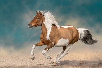 Obraz na płótnie Canvas Piebald horse free run