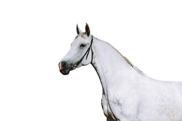 Obraz na płótnie Canvas Portrait of a strong white horse on a black background. Horse in bridle isolated as png