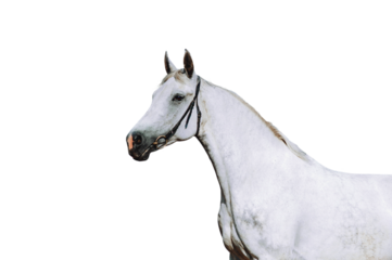 Portrait of a strong white horse on a black background. Horse in bridle isolated as png