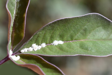 Scale insects infesting green leaves