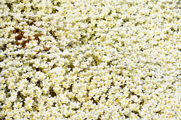 Big group of white saxifrage flowers in spring