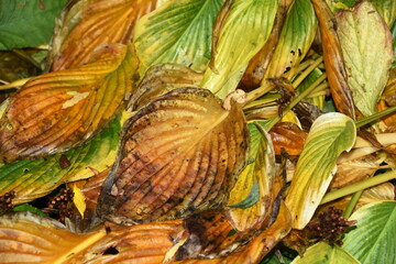 Withered hosta plant leaves rotting on the ground in autumn