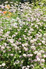 Fototapeta premium Pink great masterwort Astrantia major flowering in a park