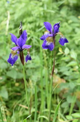Blue Iris sibirica flowering in a garden