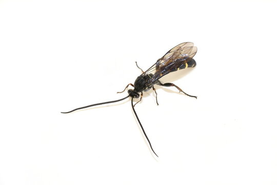 Black and yellow striped parasitic wasp of Tryphoninae subfamily isolated on white background