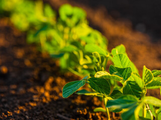 Closeup of soybean plants reflecting the hard work of farming