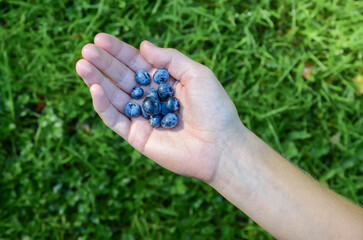 Hand holding blue blueberries