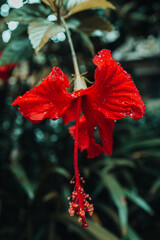 Detail of a red exotic tropical flower growing in nature. Wild natural background