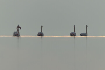 Greater Flamingos in the early morning hours at Asker coast, Bahrain