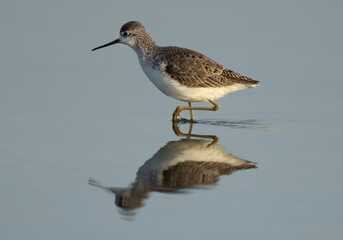 Obraz premium Marsh Sandpiper and its reflection on water at Asker marsh, Bahrain