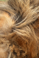 A close view and details of lion mane at Masai Mara, Kenya
