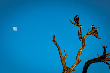 two birds of prey with moon overlooking african savannah